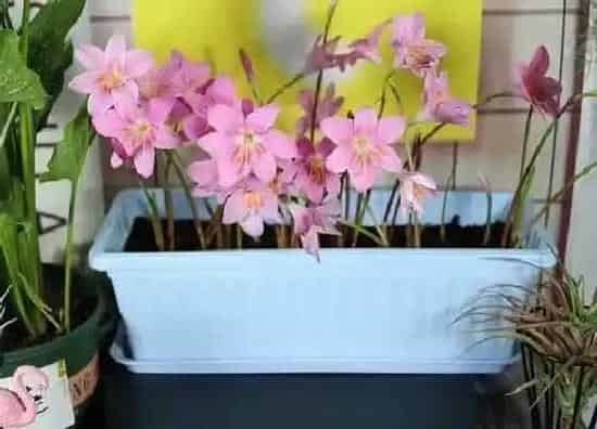 植物百科|风雨兰是一年生还是多年生
