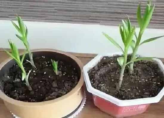 植物施肥|百合花施什么肥最好