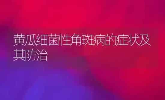 黄瓜细菌性角斑病的症状及其防治 | 蔬菜种植