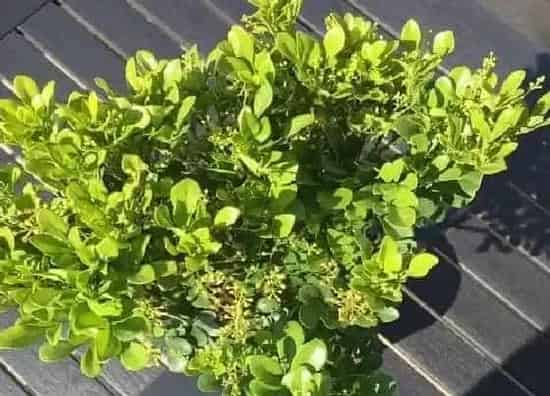 植物百科|米兰花有种子吗 种子能播种繁殖吗