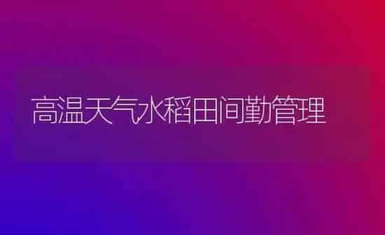 高温天气水稻田间勤管理 | 粮油作物种植