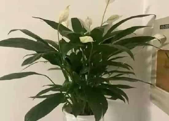 植物浇水|白鹤芋多久浇一次水