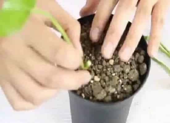 烂根|绿萝根部发霉腐烂怎么处理(根部腐烂最简单的补救方法)