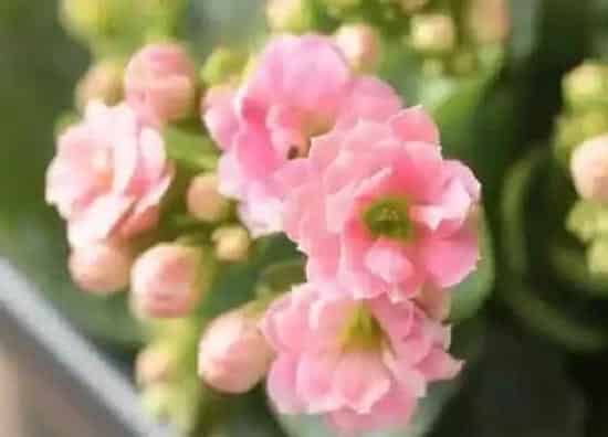 植物寓意|长寿花的寓意和象征风水