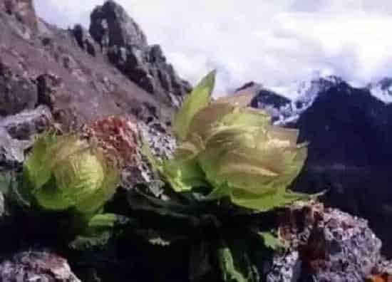 植物种类|天山雪莲是国家保护植物吗