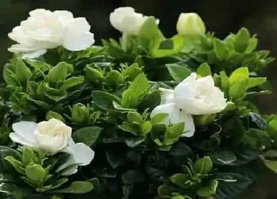 烂根|栀子花烂根怎么办