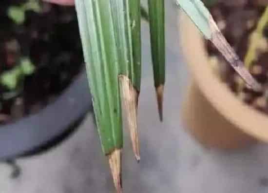 叶子发黄|养花叶子发黄干枯怎么治（室内花草黄叶解决与补救办法）