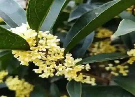 种植百科|室内可以种桂花树吗