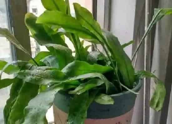 养殖方法|昙花可以用水养吗