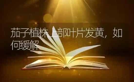 茄子植株上部叶片发黄，如何缓解 | 蔬菜种植