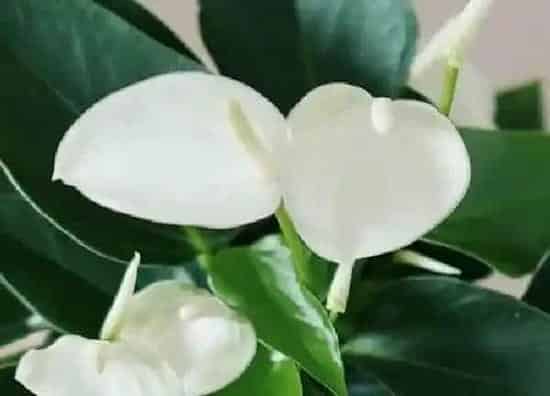 植物浇水|白鹤芋多久浇一次水