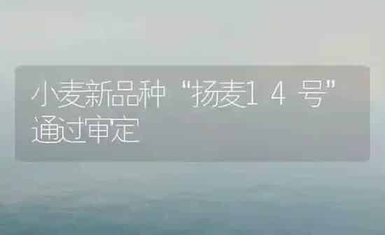 小麦新品种“扬麦14号”通过审定 | 粮油作物种植