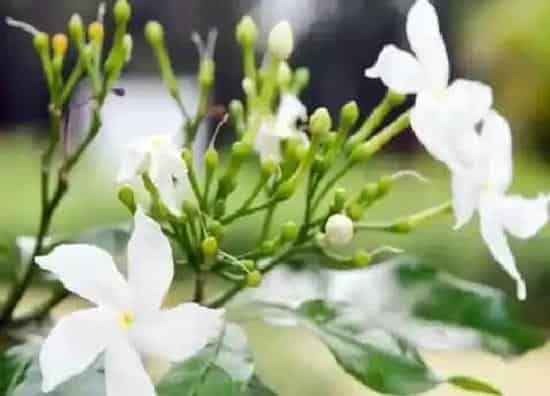 植物修剪|七里香怎么修剪方法