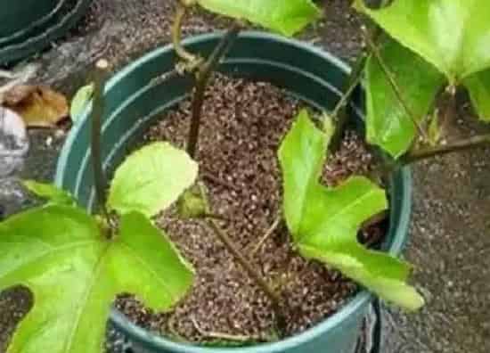 植物扦插|百香果可以扦插繁殖吗