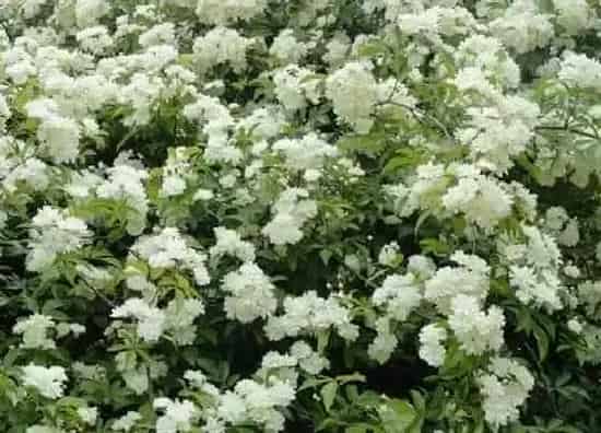 植物修剪|七里香怎么修剪方法