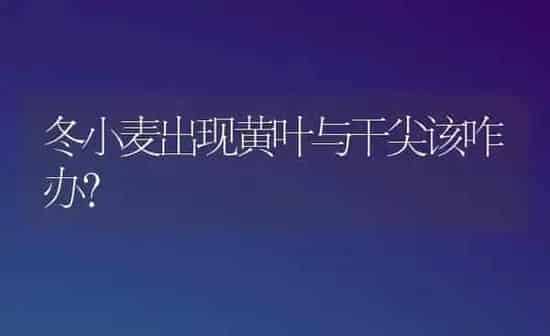 冬小麦出现黄叶与干尖该咋办？ | 粮油作物种植