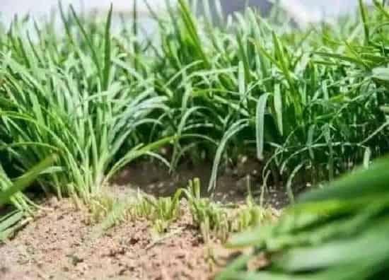 植物移栽|韭菜根冬天可以移栽吗（韭菜根多长时间可以移栽）