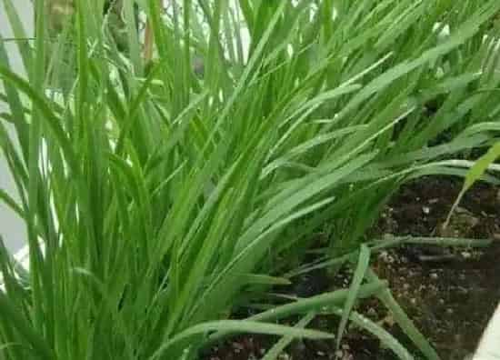 植物移栽|韭菜根冬天可以移栽吗（韭菜根多长时间可以移栽）