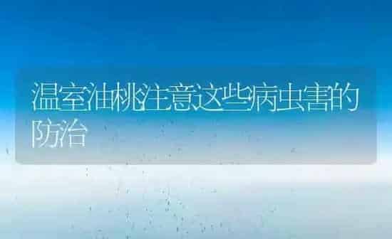 温室油桃注意这些病虫害的防治 | 种植病虫害防治
