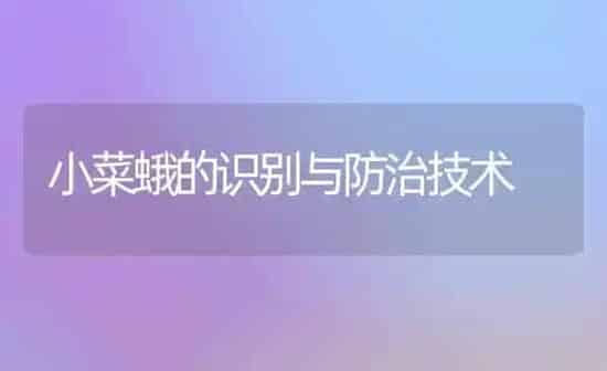 小菜蛾的识别与防治技术 | 蔬菜种植