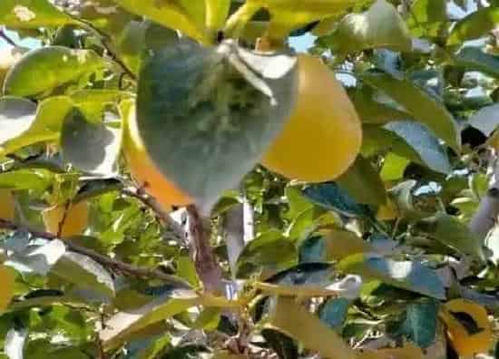 种植位置|柿子树可以种在家门口吗