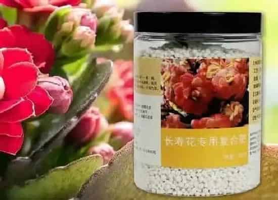植物施肥|长寿花开花期间能施肥吗，长寿花开花时用什么肥料最好）