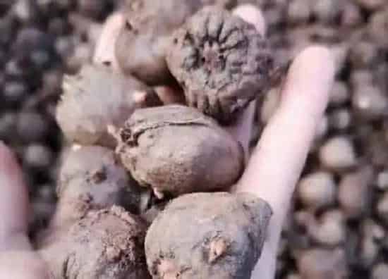 植物百科|魔芋有种子吗 种子怎么种植