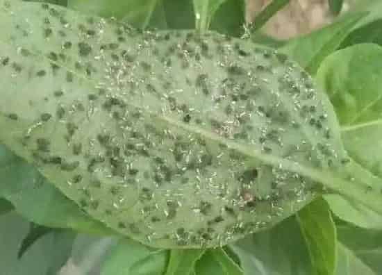 植物虫害|辣椒叶长虫子怎么办