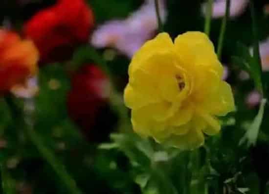 种植管理|洋牡丹种植方法和注意事项 洋牡丹种植条件及栽种技术