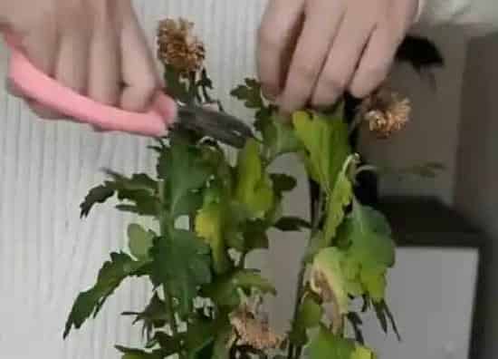 植物修剪|乒乓菊怎么修剪，修剪时间与方法）
