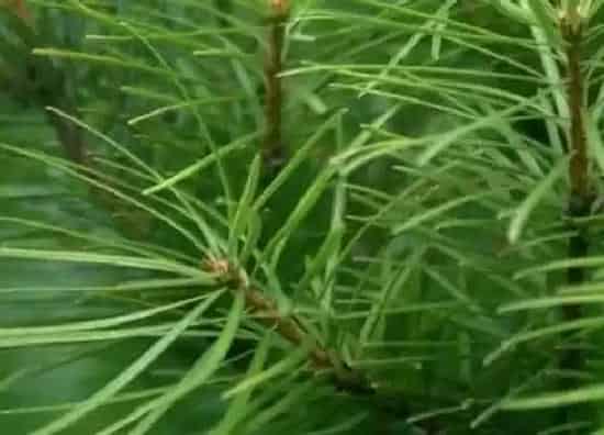 植物种类|银杉是被子植物吗