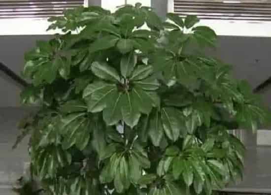 绿植|高深花盆适合种什么植物