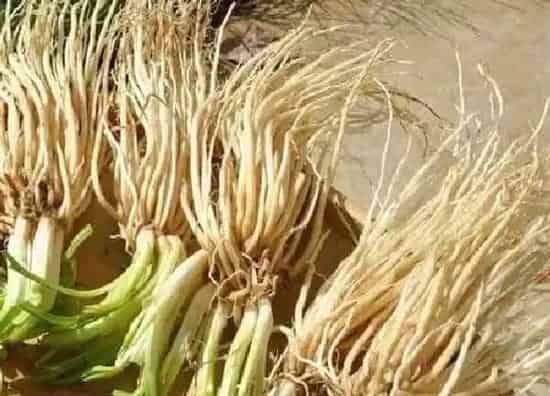 植物移栽|韭菜根冬天可以移栽吗（韭菜根多长时间可以移栽）