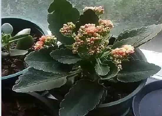 植物施肥|长寿花开花期间能施肥吗，长寿花开花时用什么肥料最好）