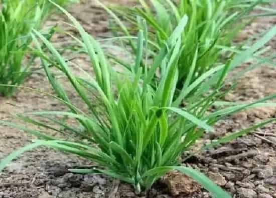 植物移栽|韭菜根冬天可以移栽吗（韭菜根多长时间可以移栽）