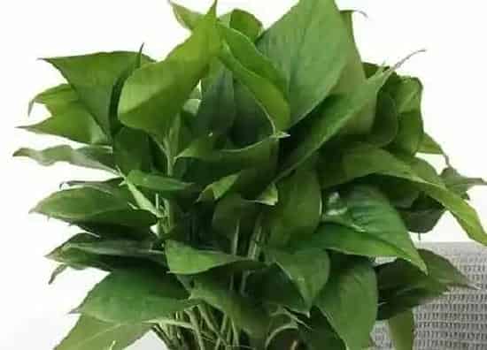 烂根|绿萝根部发霉腐烂怎么处理(根部腐烂最简单的补救方法)