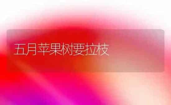 五月苹果树要拉枝 | 瓜果种植