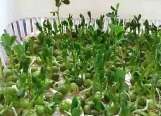 种植方法|豌豆尖的种植方法和时间 栽种方法，详细介绍）