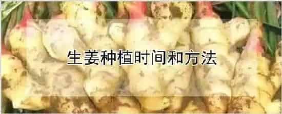 生姜种植时间和方法 | 农业技术