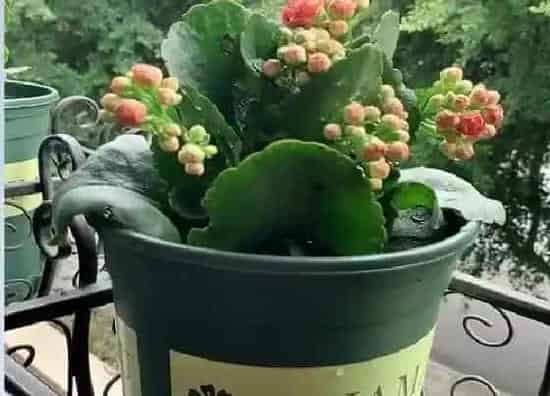 植物施肥|长寿花开花期间能施肥吗，长寿花开花时用什么肥料最好）
