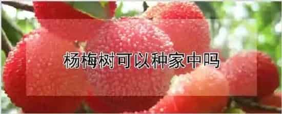 杨梅树可以种家中吗 | 农业技术
