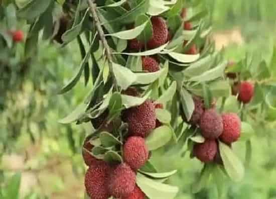 开花时间|杨梅树什么时候开花 开花时间是几月份