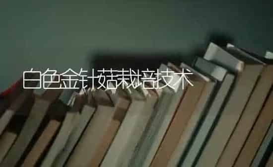 白色金针菇栽培技术 | 食用菌种植
