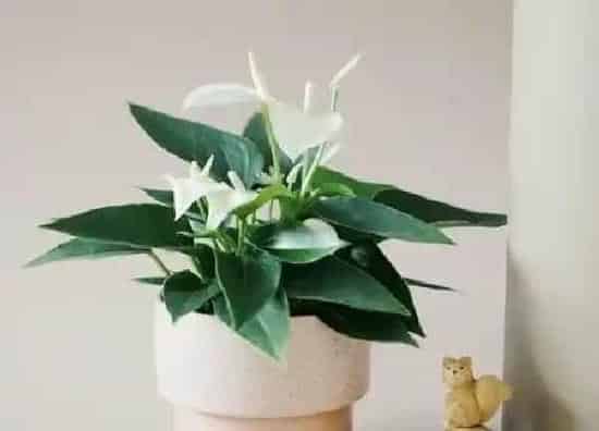 植物浇水|白鹤芋多久浇一次水