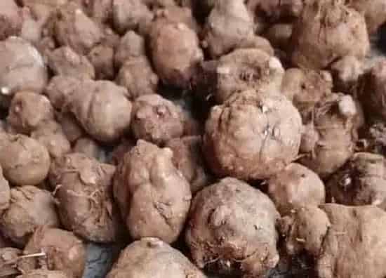 植物百科|魔芋有种子吗 种子怎么种植