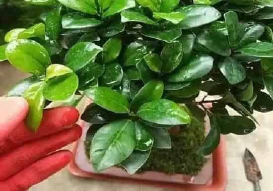 植物移栽|榕树多久服盆 一般多长时间服盆
