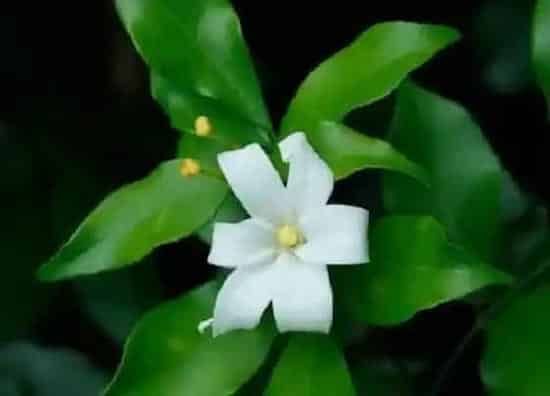 植物修剪|七里香怎么修剪方法