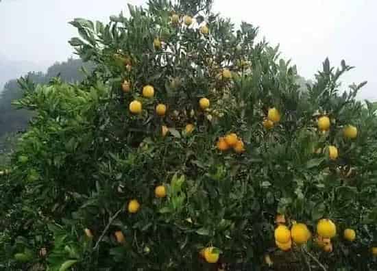 植物百科|跟橘子很像的水果叫什么