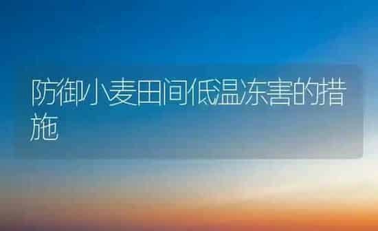 防御小麦田间低温冻害的措施 | 粮油作物种植