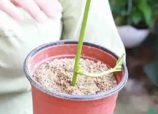 植物扦插|百香果可以扦插繁殖吗